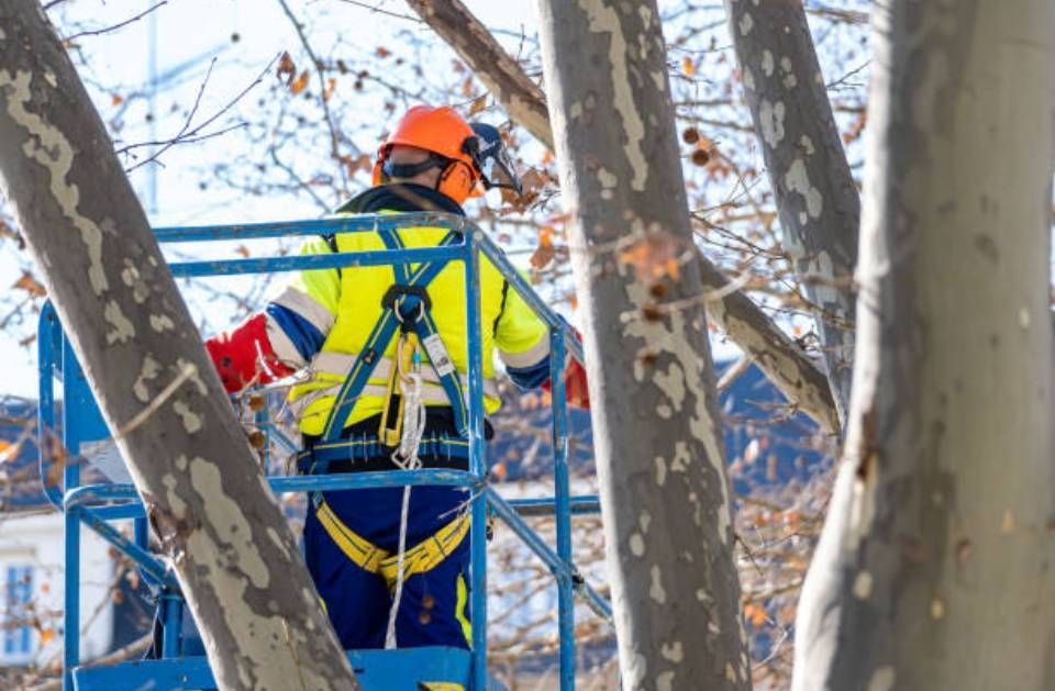 A man is standing on a lift in a tree.