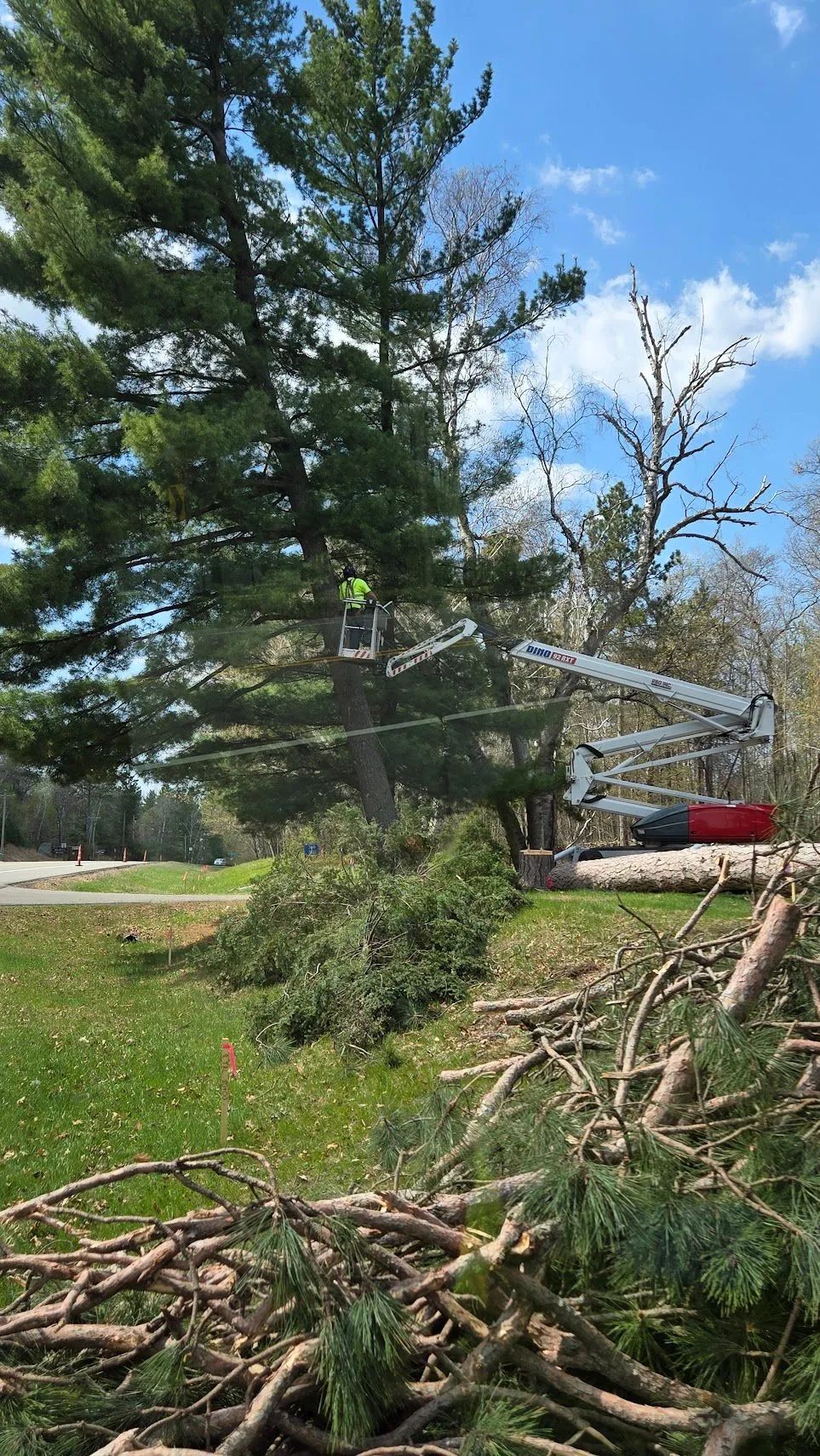 Pine tree being trimmed by a bucket truck, with branches piled on the grass near a residential yard.