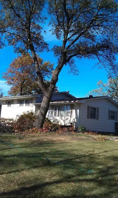 White house with a large tree and autumn leaves on a sunny lawn under a blue sky
