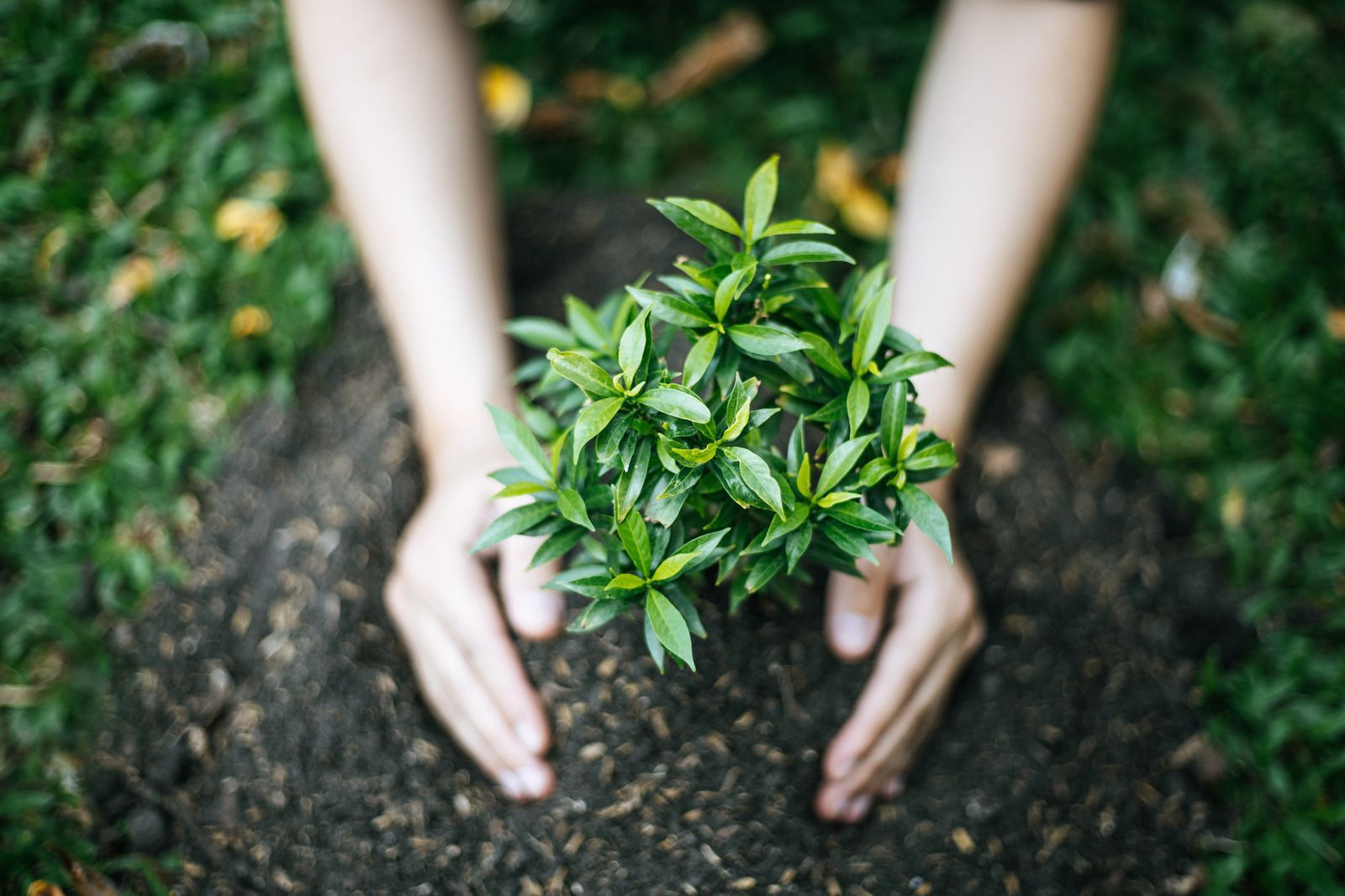 Hands gently shaping dark soil around a small, green leafy plant outdoors in a grassy area.