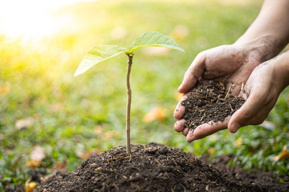 Hands holding rich soil next to a small green sprout growing from the earth in a sunlit outdoor garden.
