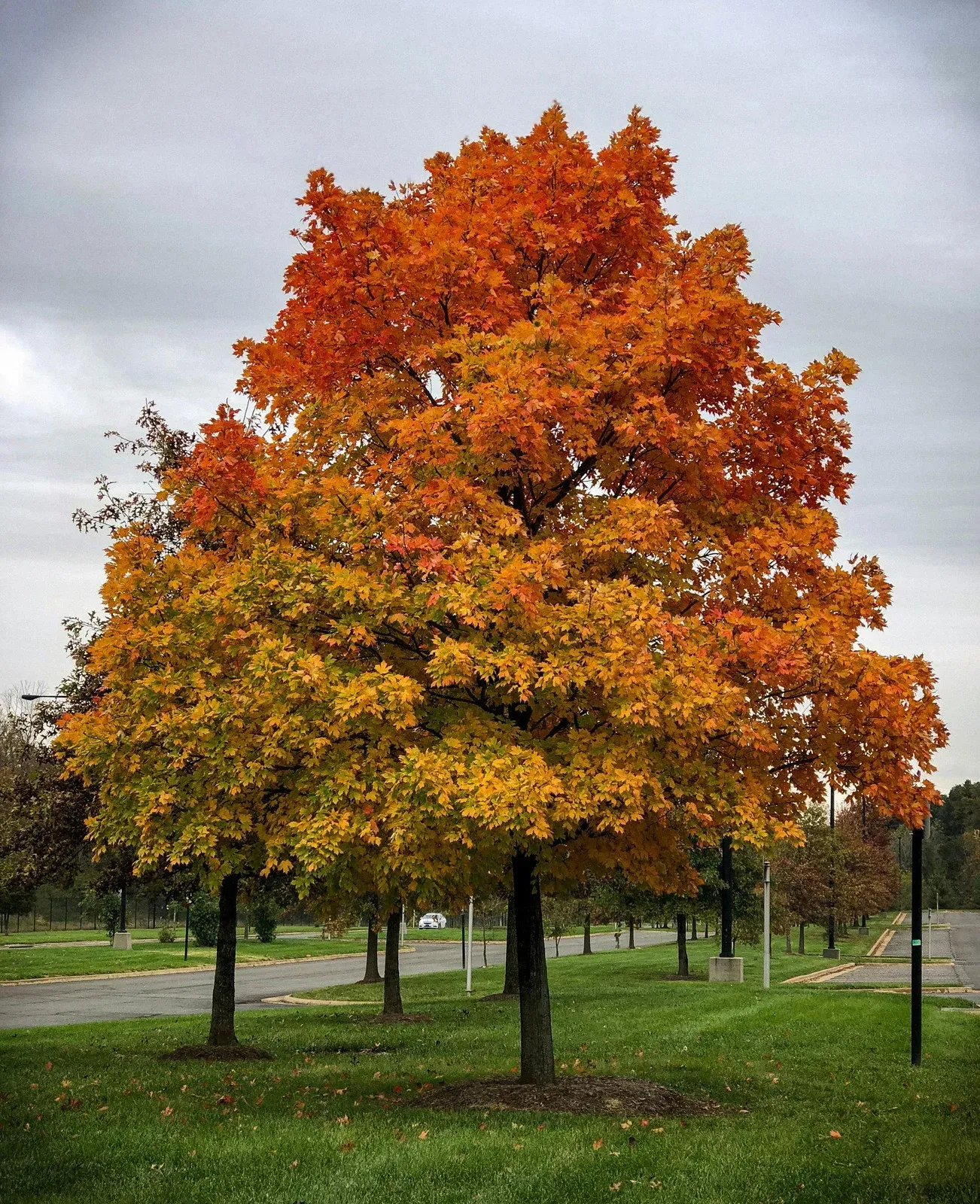 A vibrant maple tree displays brilliant orange and yellow autumn foliage in a grassy landscape under a cloudy sky.