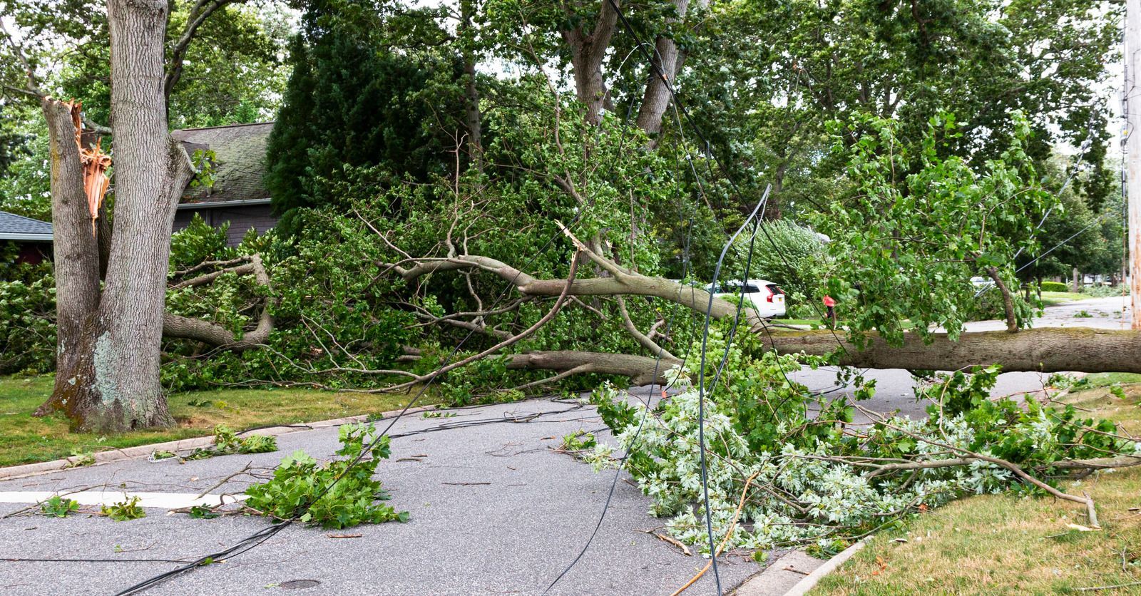 A large tree limb has fallen across a residential street, blocking the road following a storm.