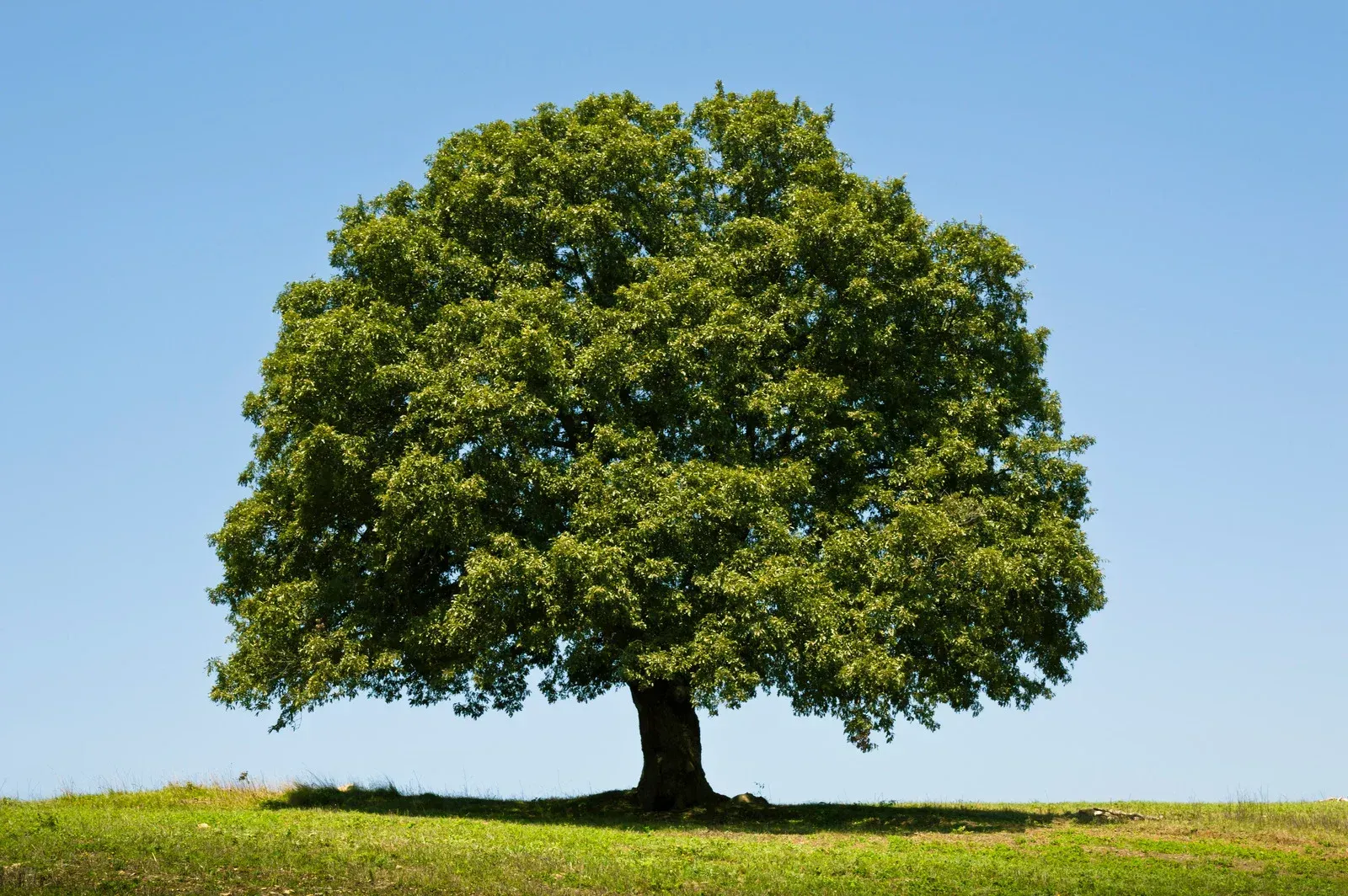 A single, full-grown oak tree with dense green foliage stands in the center of a grassy field under a clear blue sky.