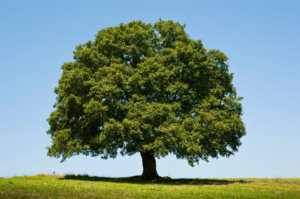 A single, full-grown oak tree with dense green foliage stands in the center of a grassy field under a clear blue sky.