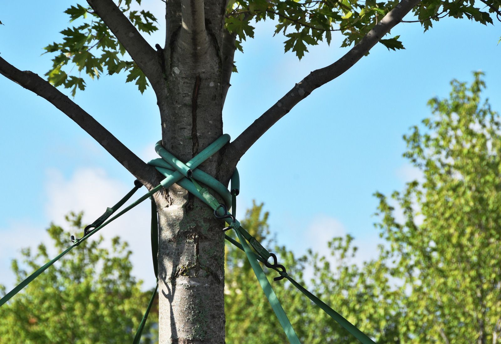 Two rusty metal bars are bolted together, bracing the trunk and branches of a tree against a backdrop of green foliage.