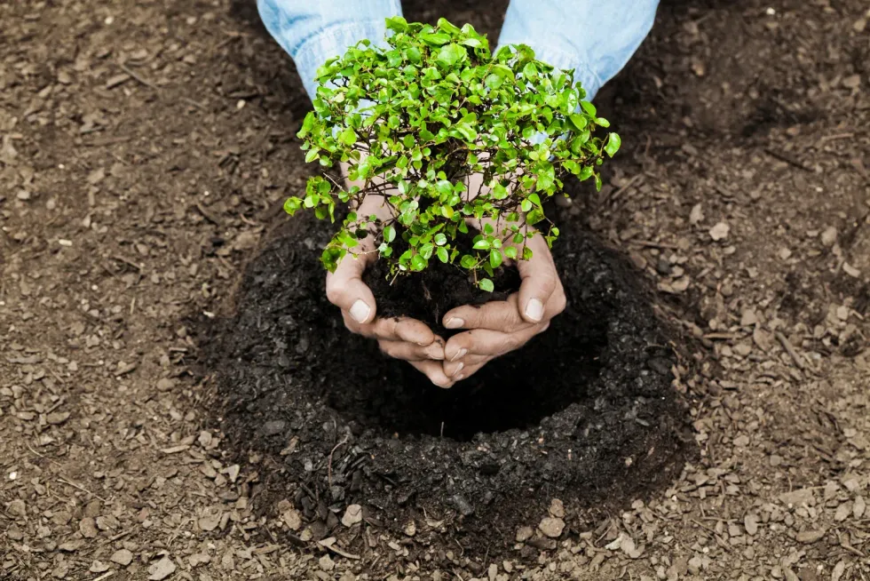 Hands hold a small, leafy green plant over a prepared hole in dark, rich soil.