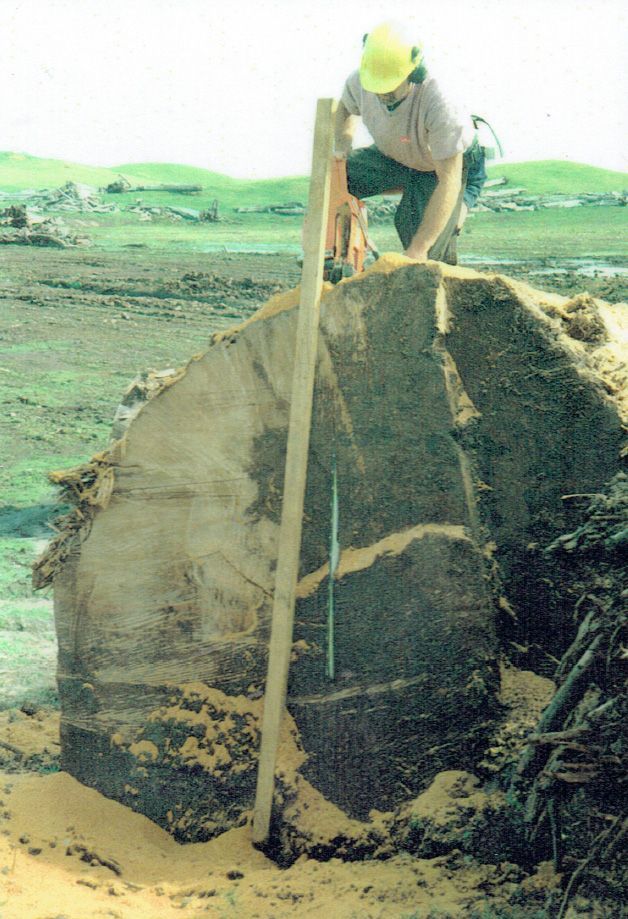 A man wearing a hard hat is measuring a large piece of wood