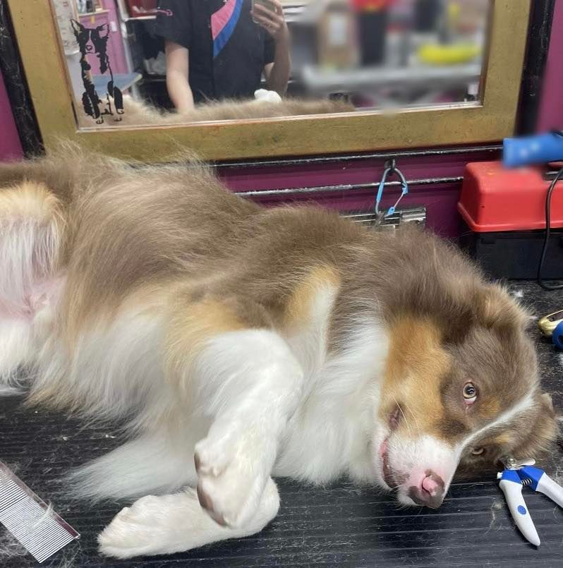 A Brown And White Australian Shepherd Lies On A Grooming Table — Dogoverboard In Adamstown, NSW