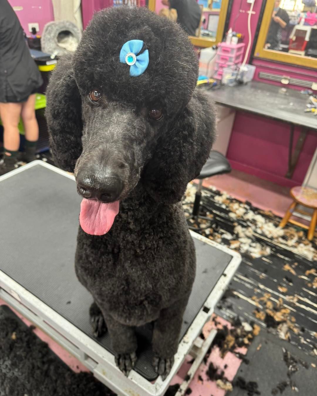 A Black Poodle With A Blue Hair Bow Sits On A Grooming Table In A Salon — Dogoverboard In Adamstown, NSW