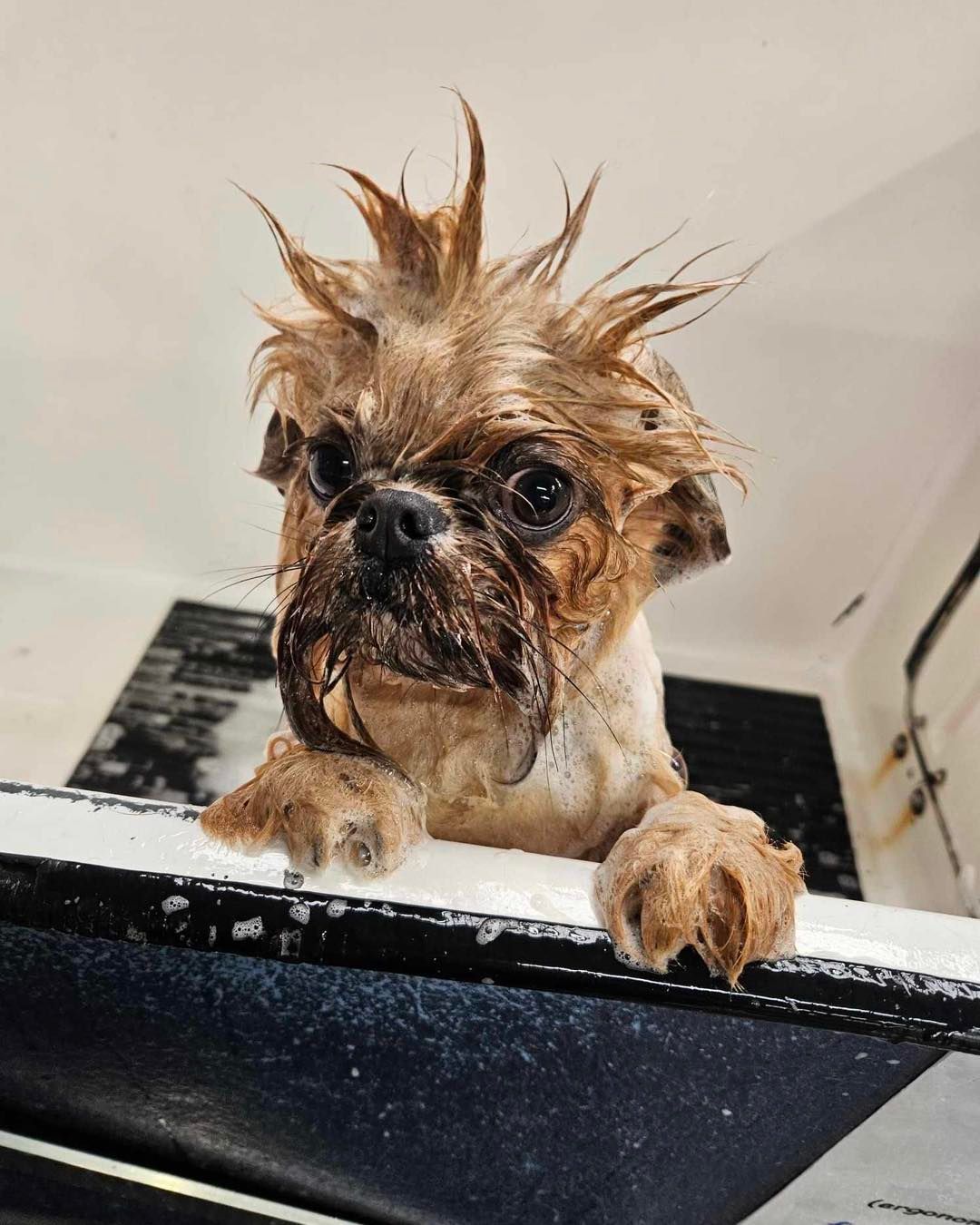 A Wet, Scruffy Dog With Spiked Fur — Dogoverboard In Adamstown, NSW