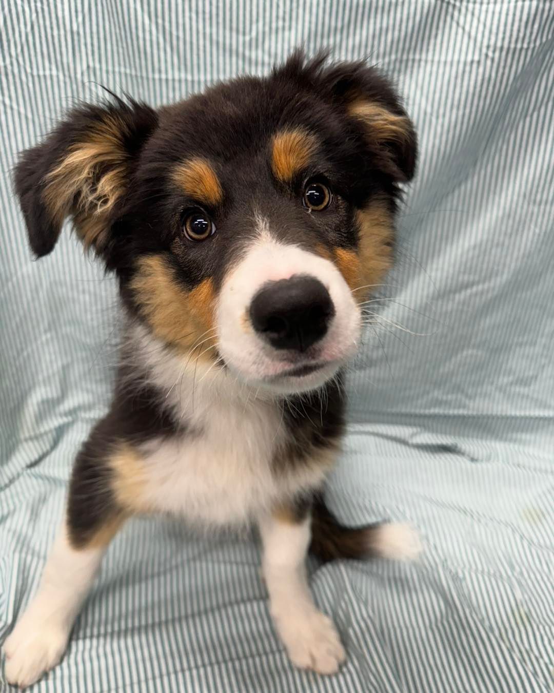 A Puppy With Black, Tan, And White Fur Looks Directly Into The Camera — Dogoverboard In Adamstown, NSW