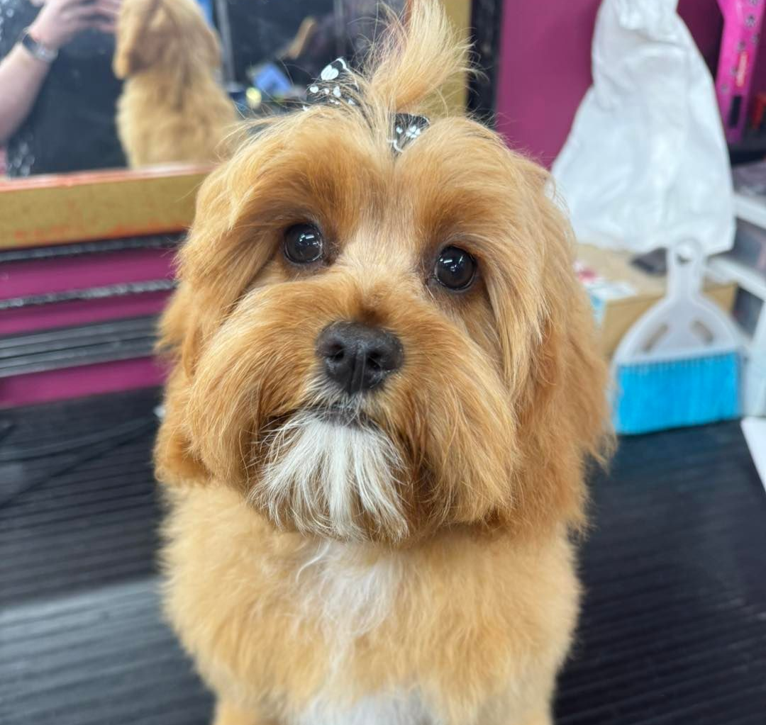 A Golden-brown Puppy With A White Chest Patch And A Small Topknot — Dogoverboard In Adamstown, NSW