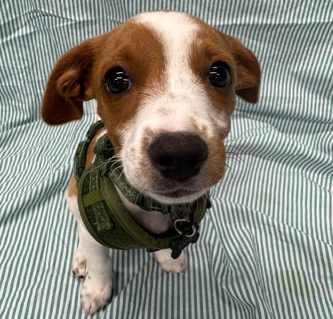 A Small, Brown And White Puppy Wearing A Green Tactical-style Harness — Dogoverboard In Adamstown, NSW
