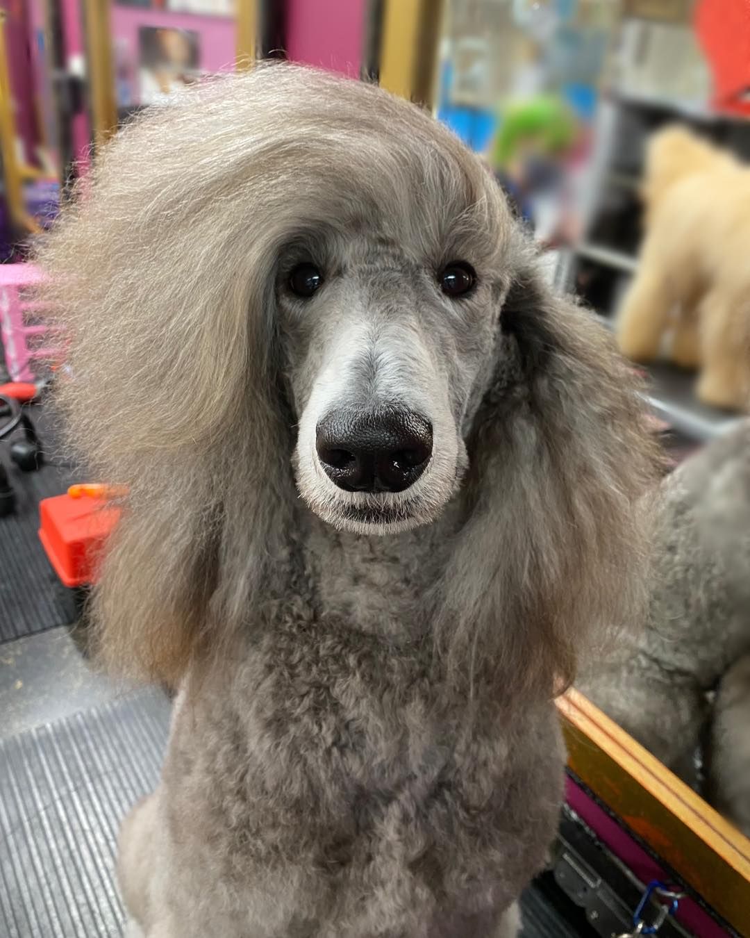 A Fluffy Silver Standard Poodle With A Long, Swept-over Topknot Hairstyle — Dogoverboard In Adamstown, NSW