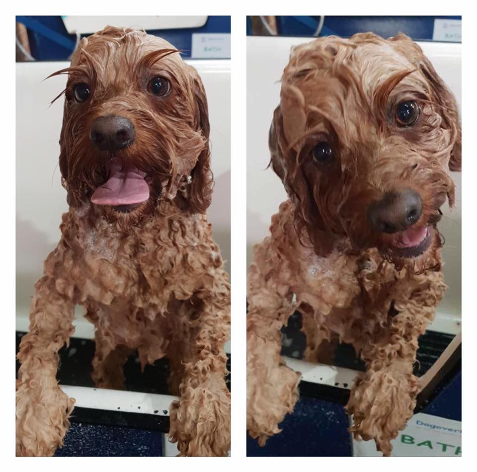 Two Side-by-Side Photos Of A Wet, Brown Curly-haired Dog — Dogoverboard In Adamstown, NSW