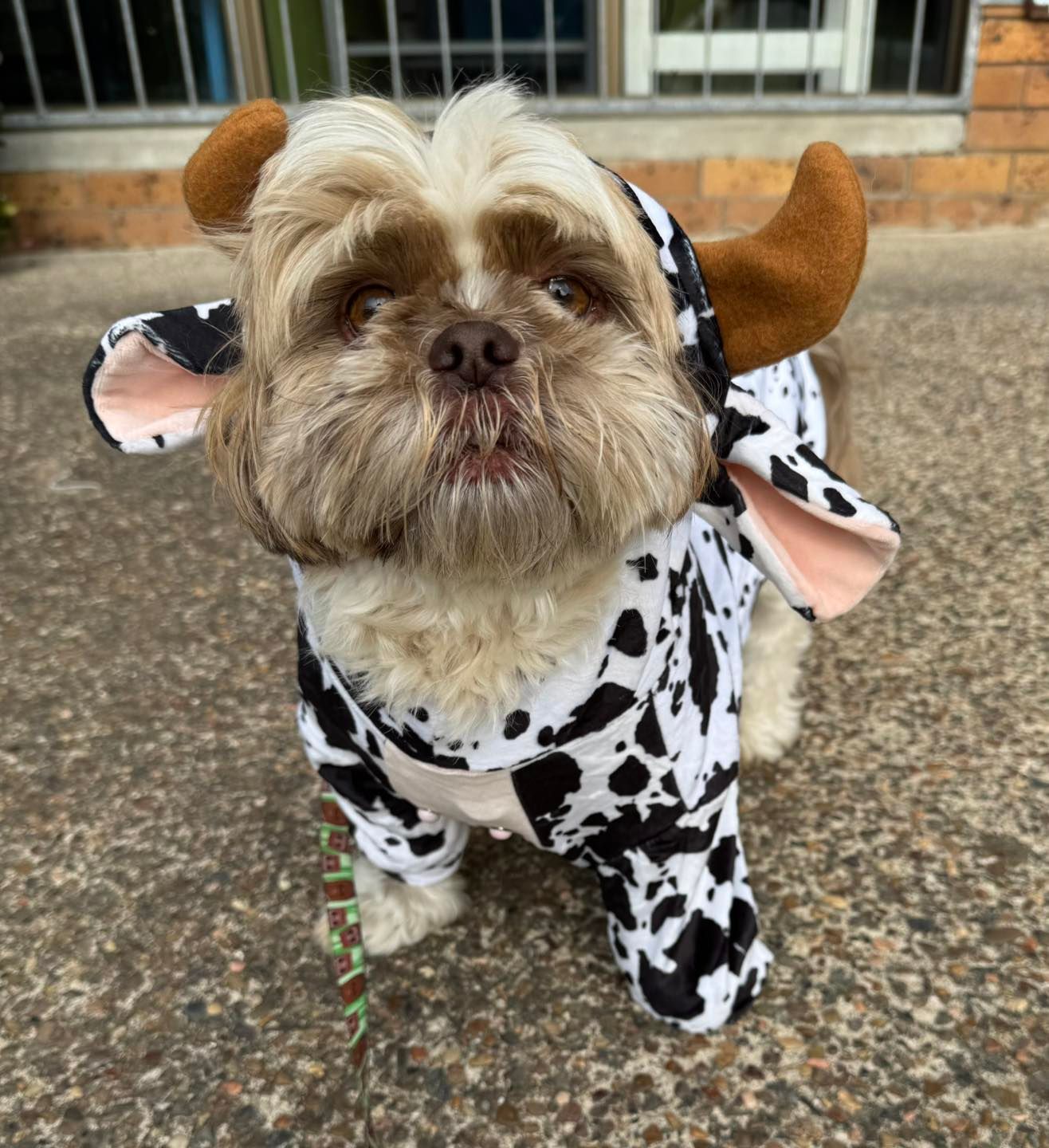 A Small, Fluffy Dog Wearing A Black-and-white Cow Costume — Dogoverboard In Adamstown, NSW