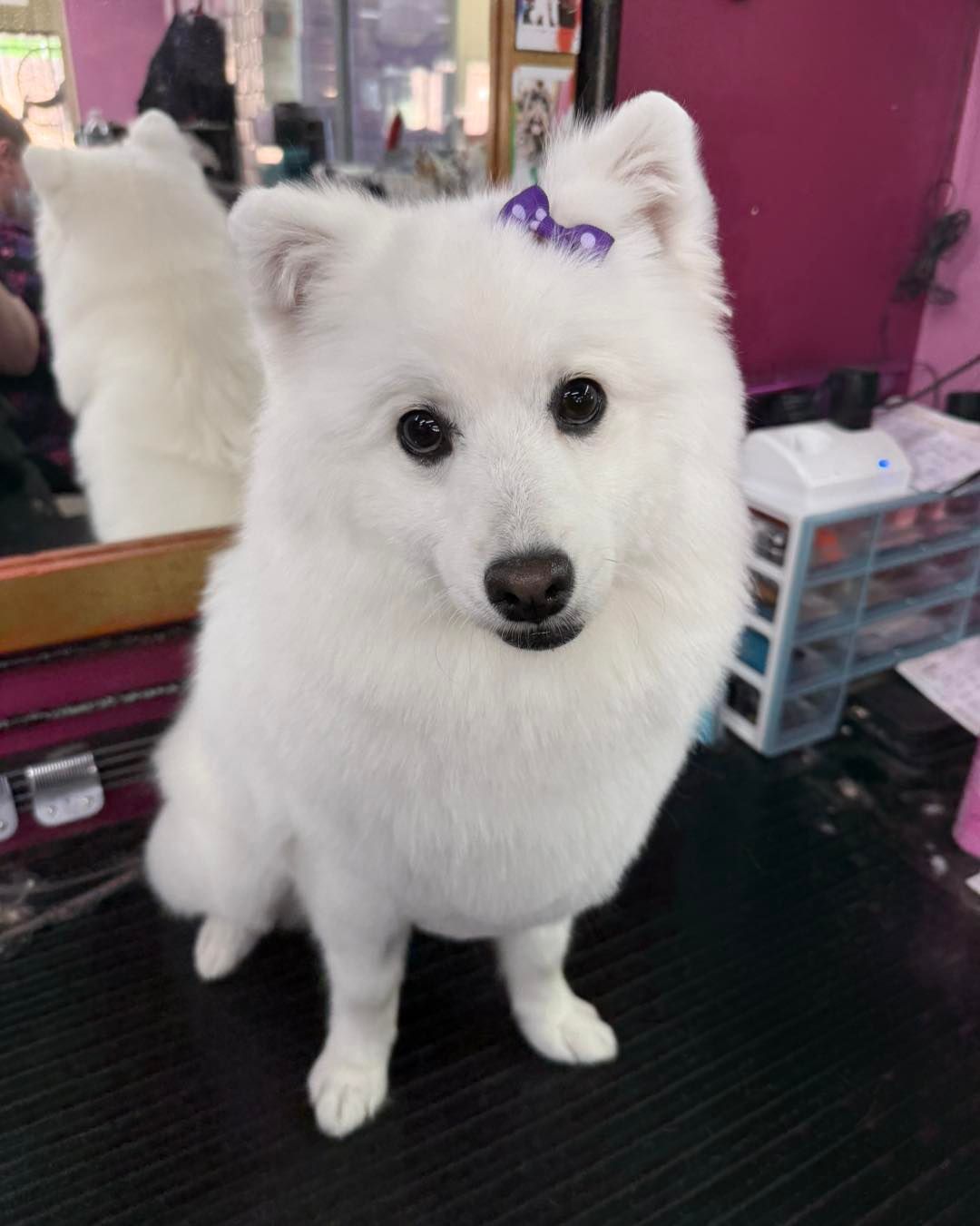 A Fluffy White Dog With A Purple Hair Bow Sits On A Black Table — Dogoverboard In Adamstown, NSW