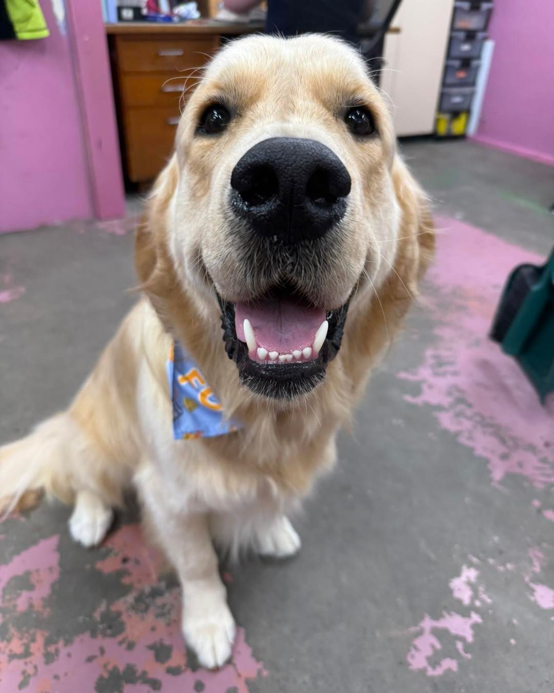 A Smiling Golden Retriever Wears A Blue Bandana — Dogoverboard In Adamstown, NSW