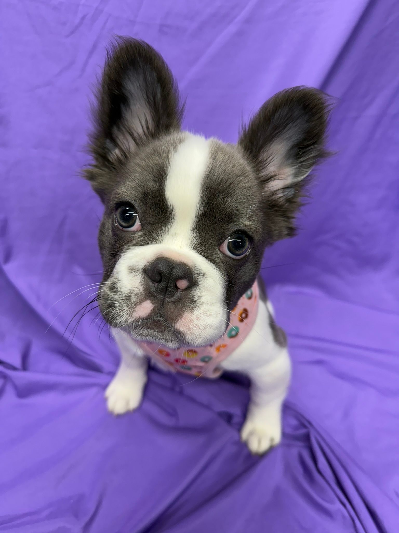 Small black-and-white French bulldog puppy wearing a pink bandana, sitting on purple fabric.