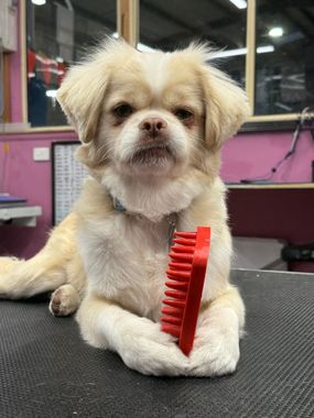 Small fluffy dog lying on a grooming table, holding a red comb in its paws.