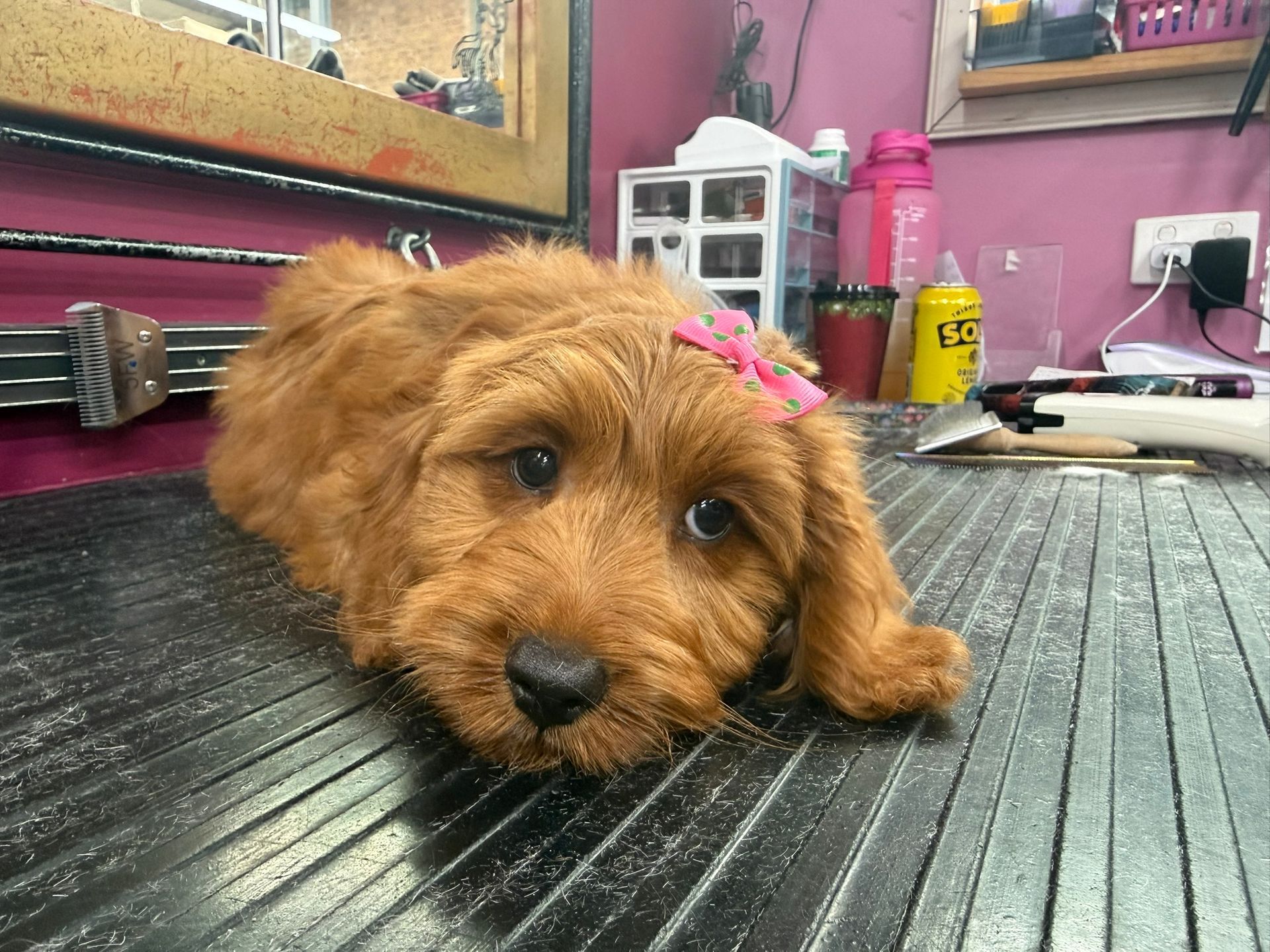 Small brown puppy lying on a black table in a pink grooming salon, looking sleepy.