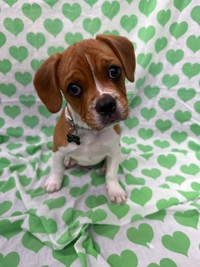 Small brown-and-white puppy sitting on a green heart-patterned blanket, tilting its head.
