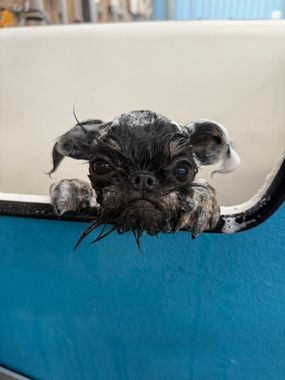 Small wet puppy peeking over the edge of a blue-and-white container