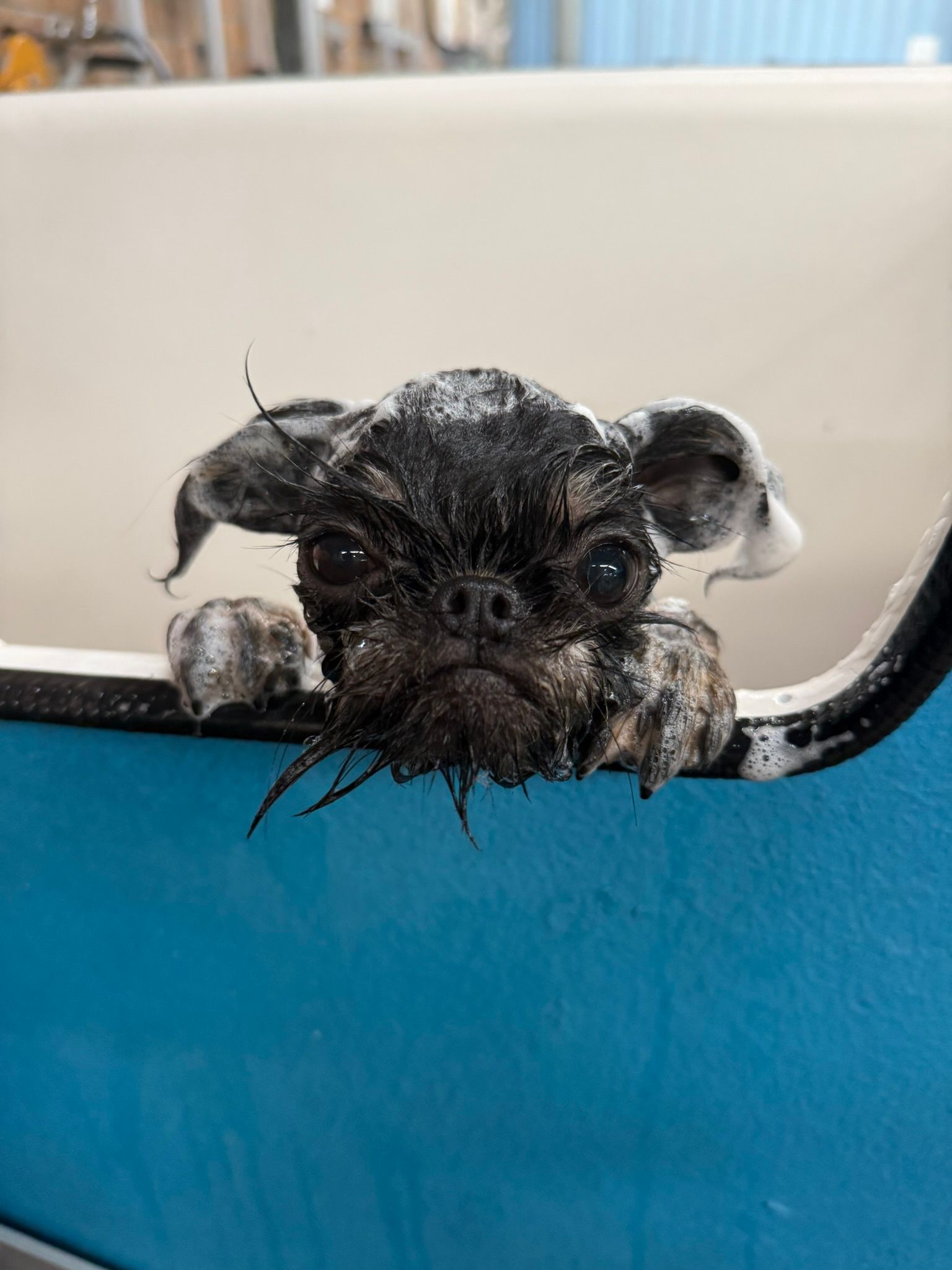 Wet black dog peeking over a blue tub edge, resting its paws on the rim.