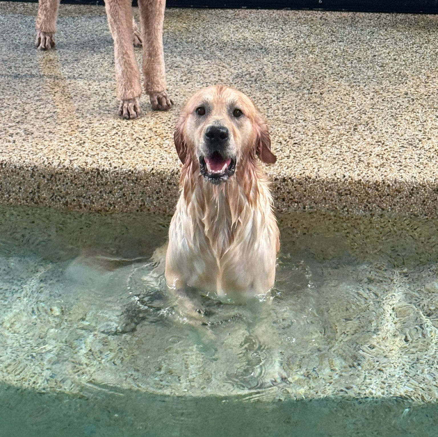 Golden retriever standing in shallow pool water, looking at the camera with a wet face.