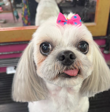 Small white dog with long ears, pink bow, and tongue out