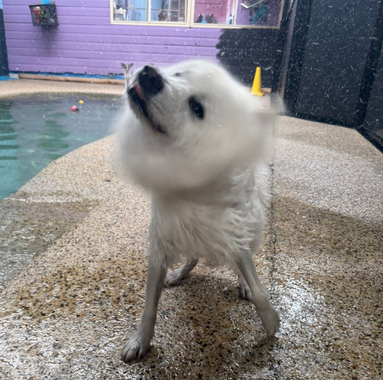 Wet white dog shaking off water by a pool, with a purple wall in the background
