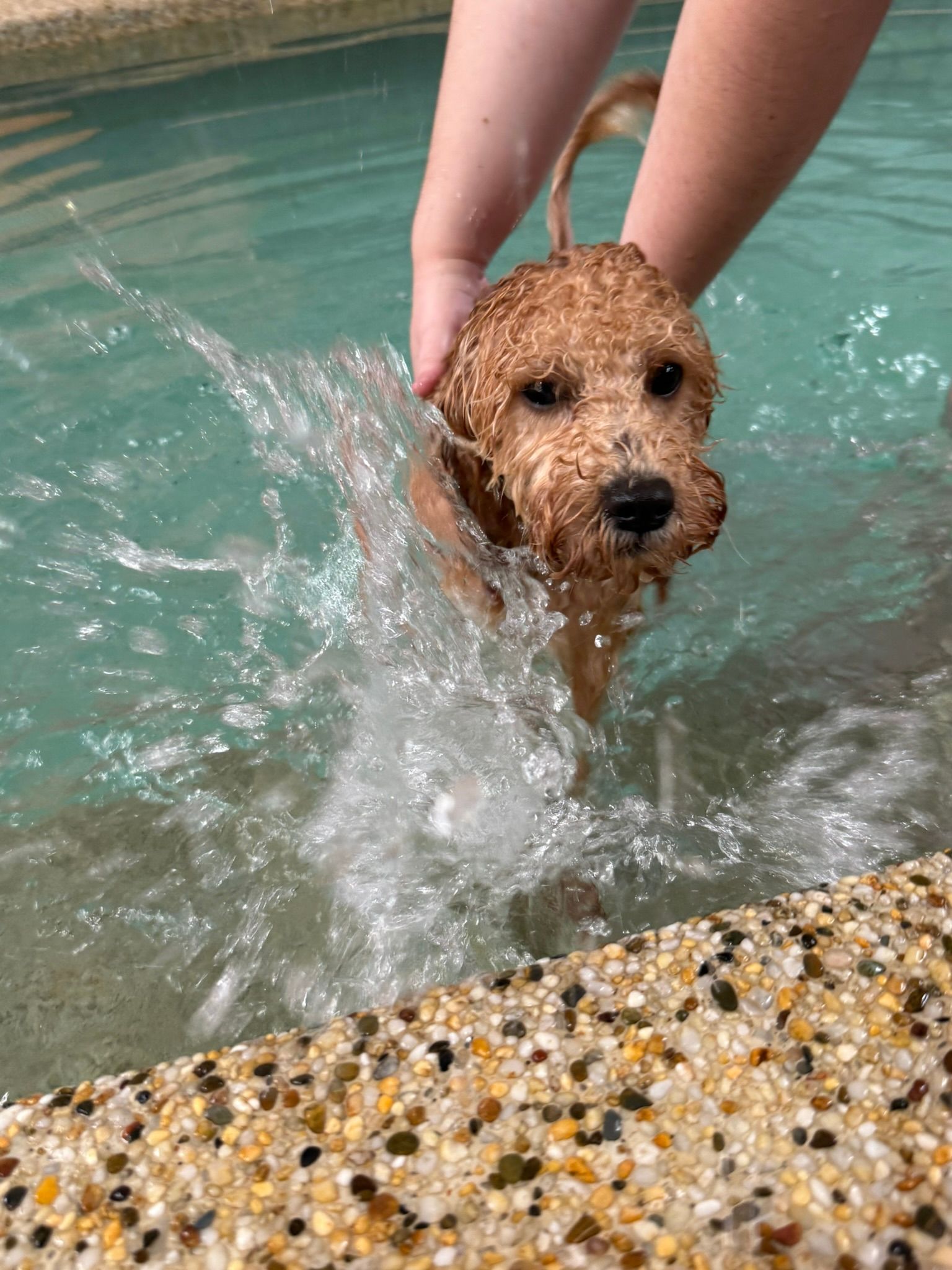 Small tan dog being held in a pool, splashing through the water.