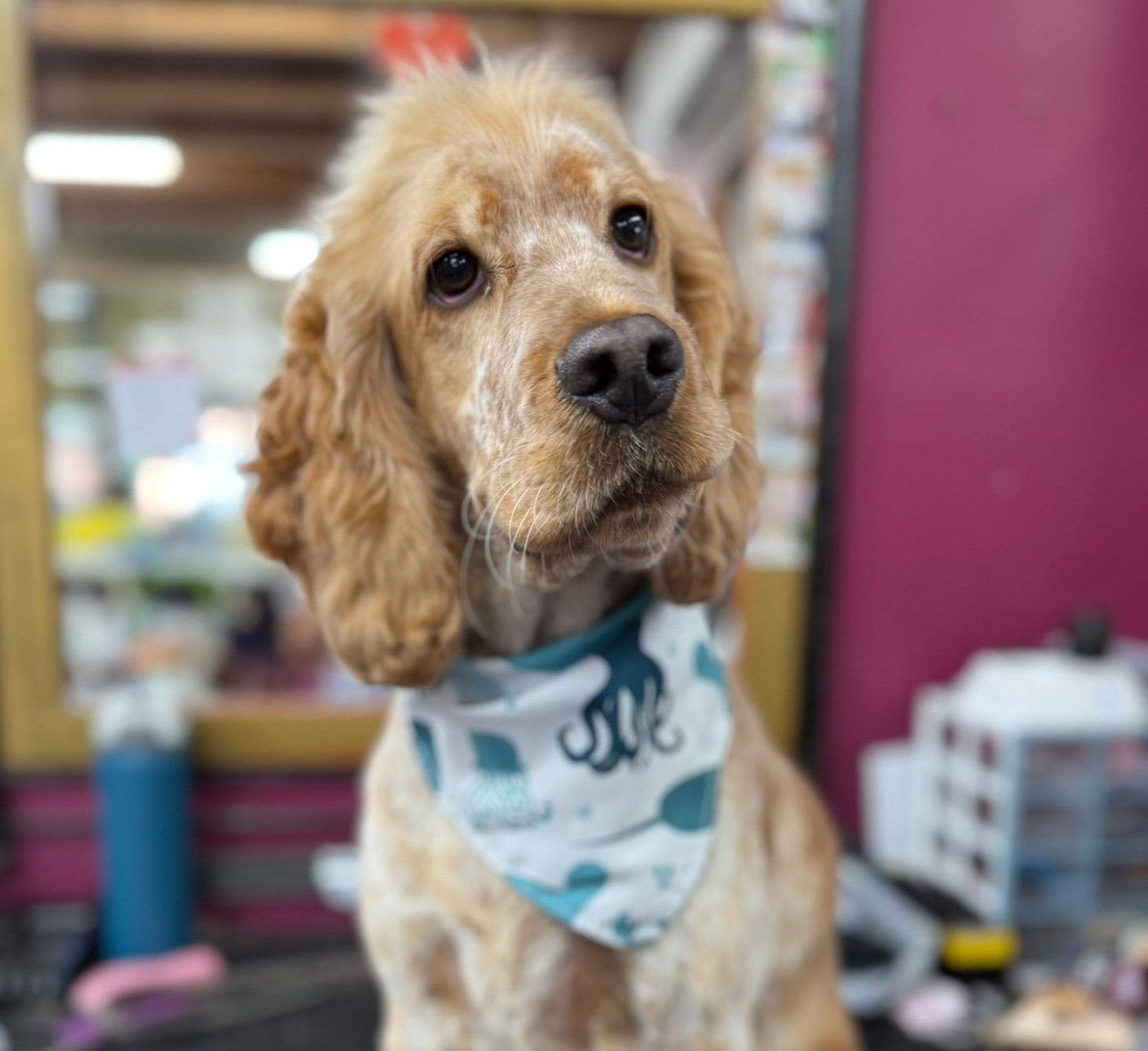 Small tan dog with curly ears wearing a blue bandana, sitting on a grooming table indoors — Dogoverboard In Adamstown, NSW