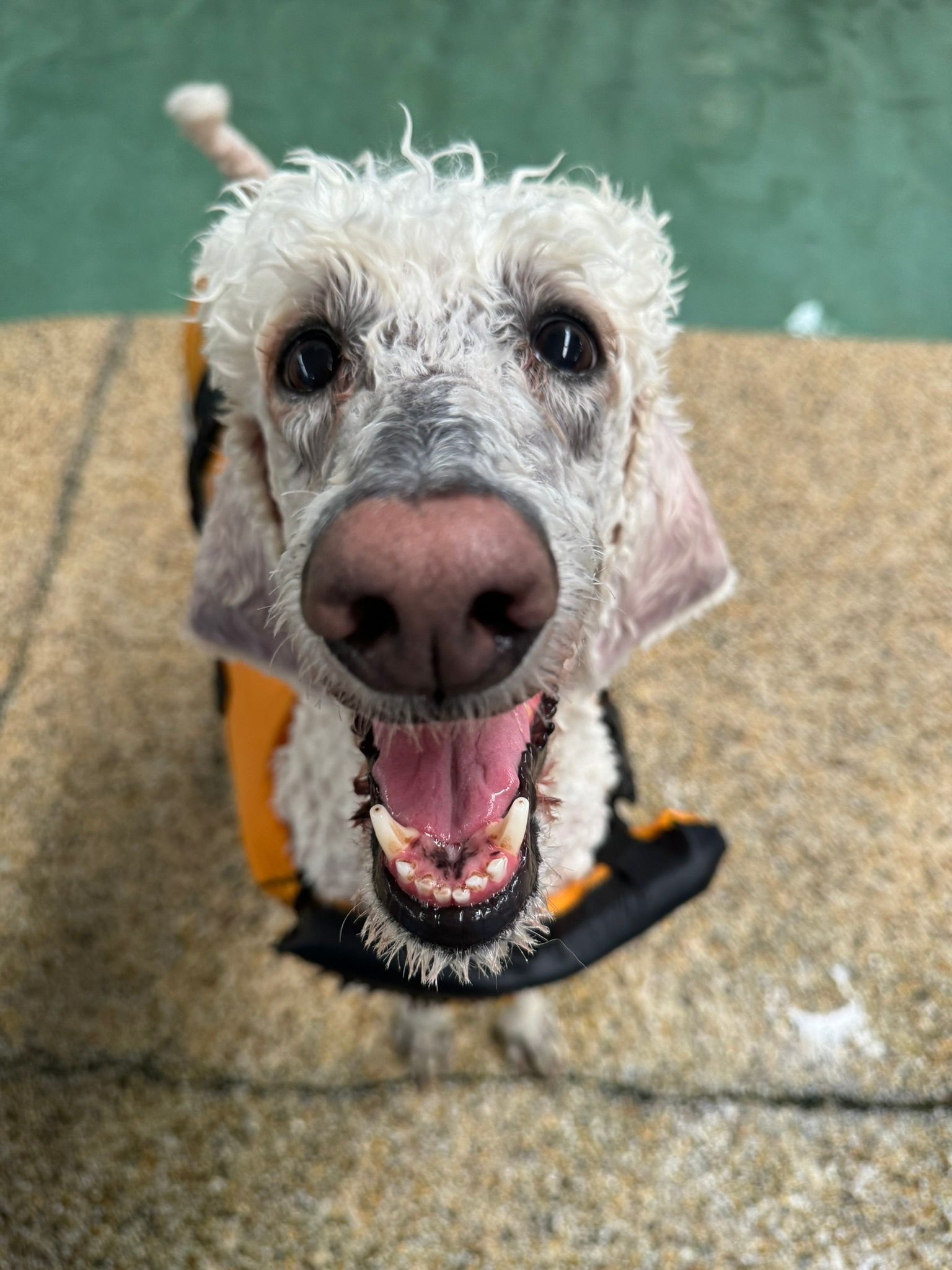 Curly white dog with mouth open and black collar, looking up on a wet concrete surface