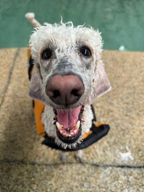 Happy white curly dog on a leash, mouth open, standing on wet pavement near a green wall