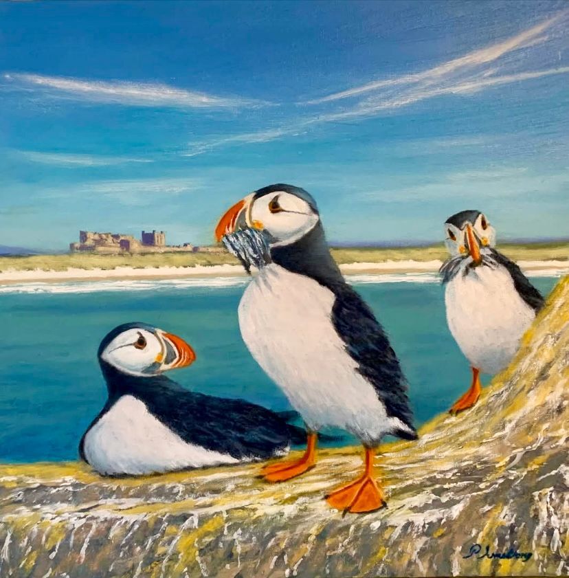 Farne Puffins - Greeting Card