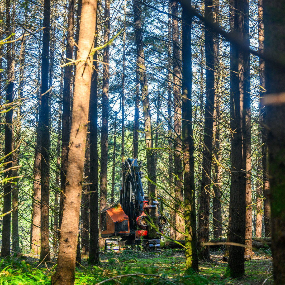 Logging Company in Oregon - Century Forest Management
