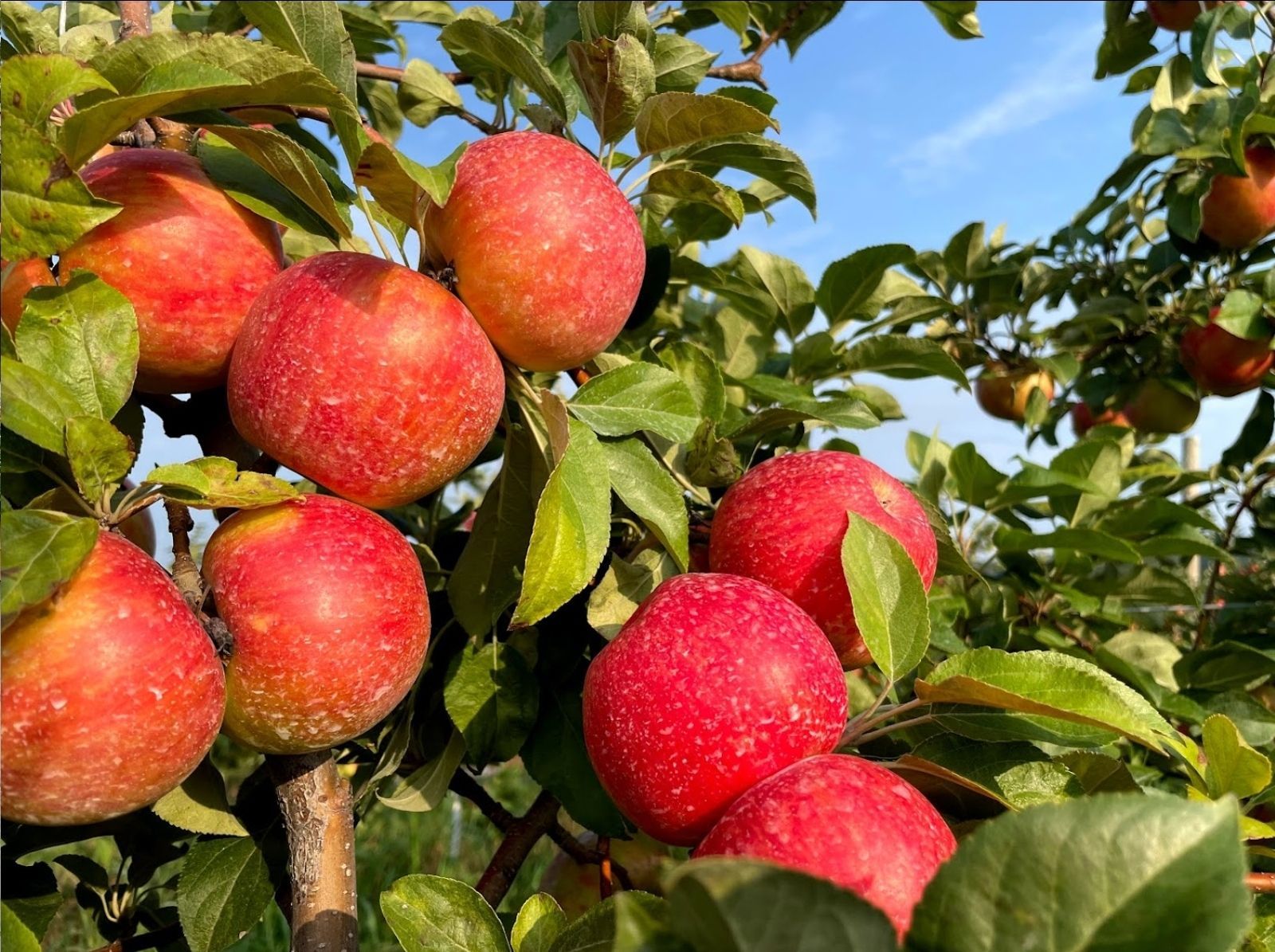 apples