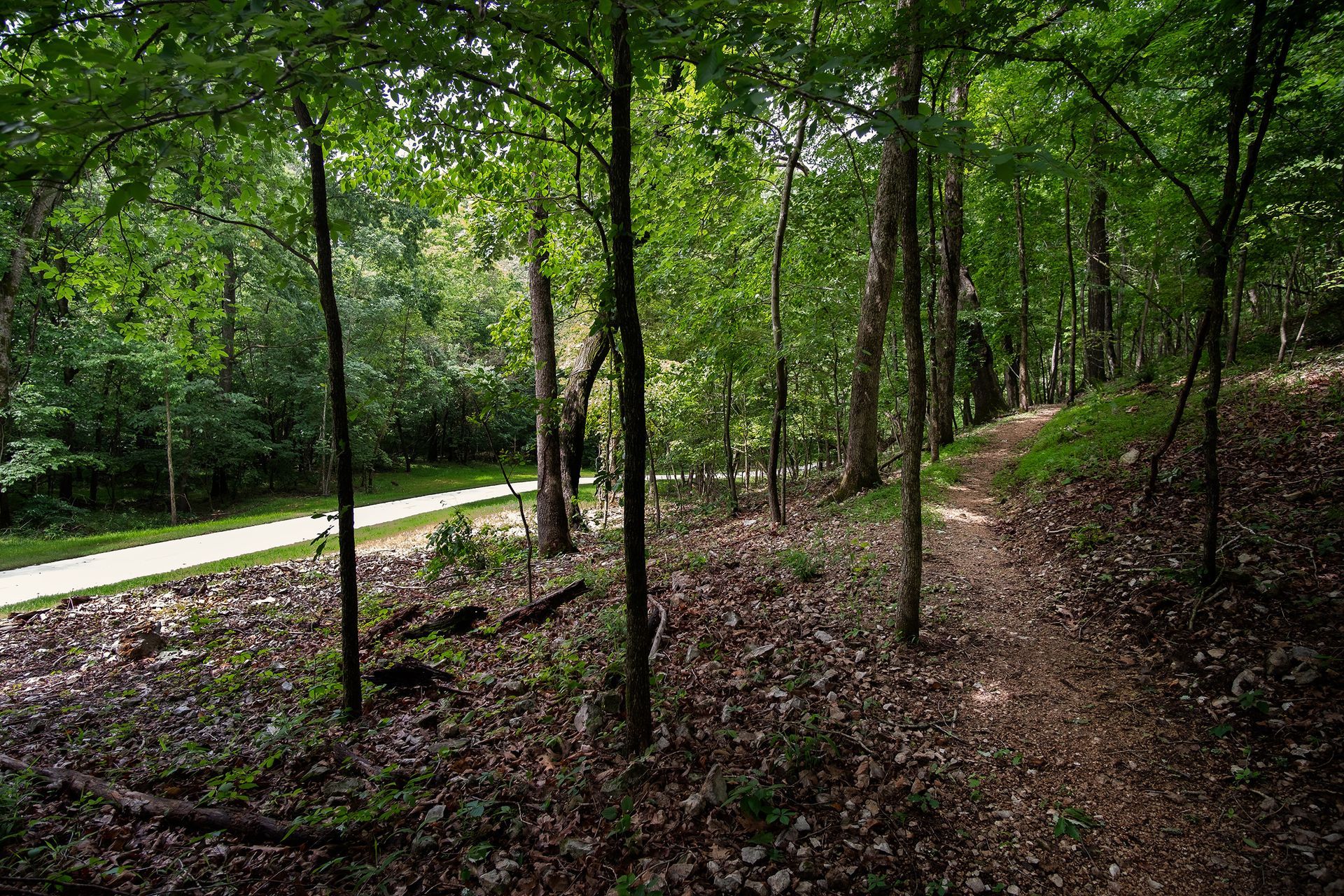 A trail in the middle of a forest with trees and leaves on the ground.