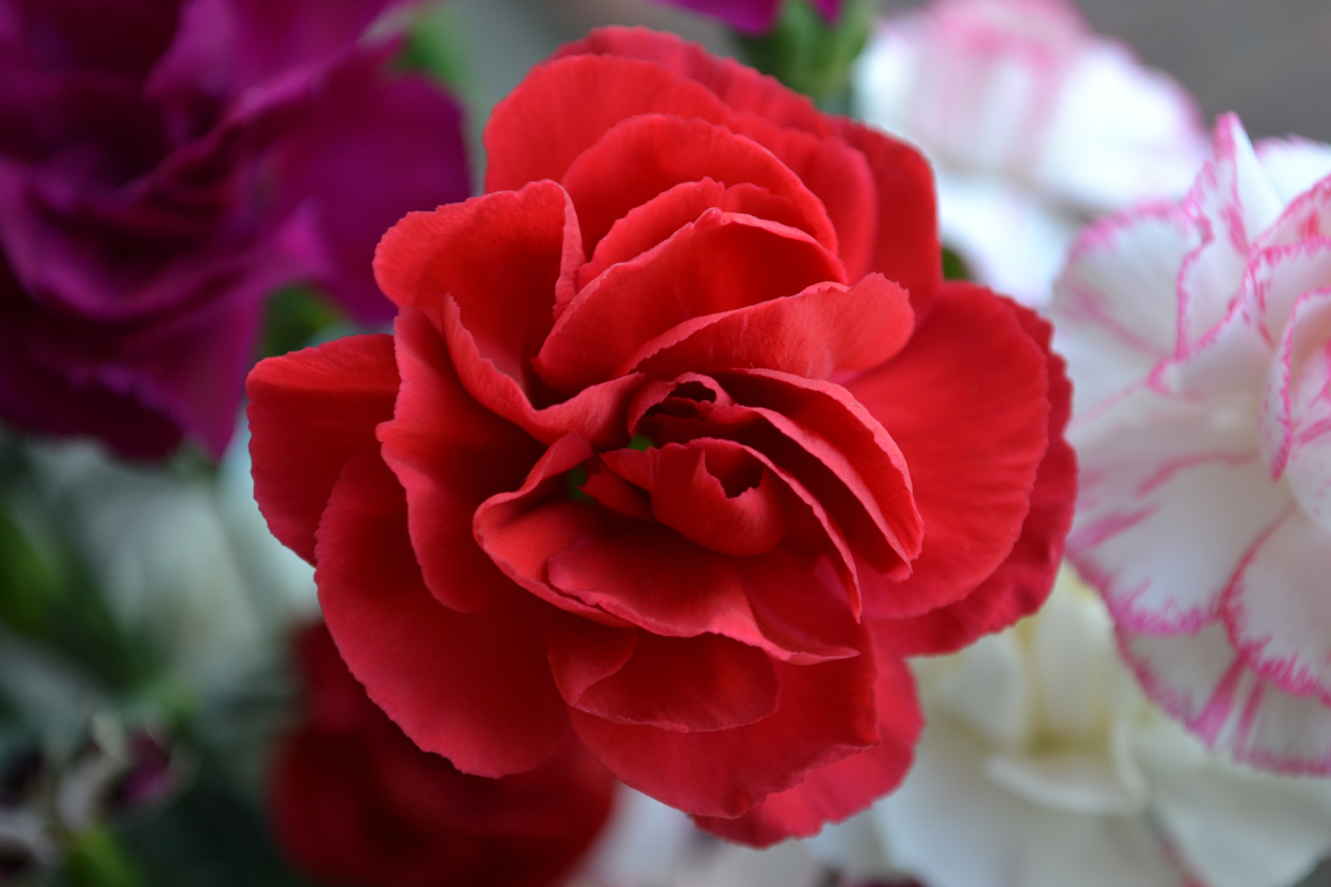 Send Flowers