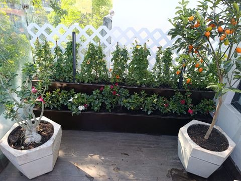 JARDINERÍA AXOCHITL - VENTA