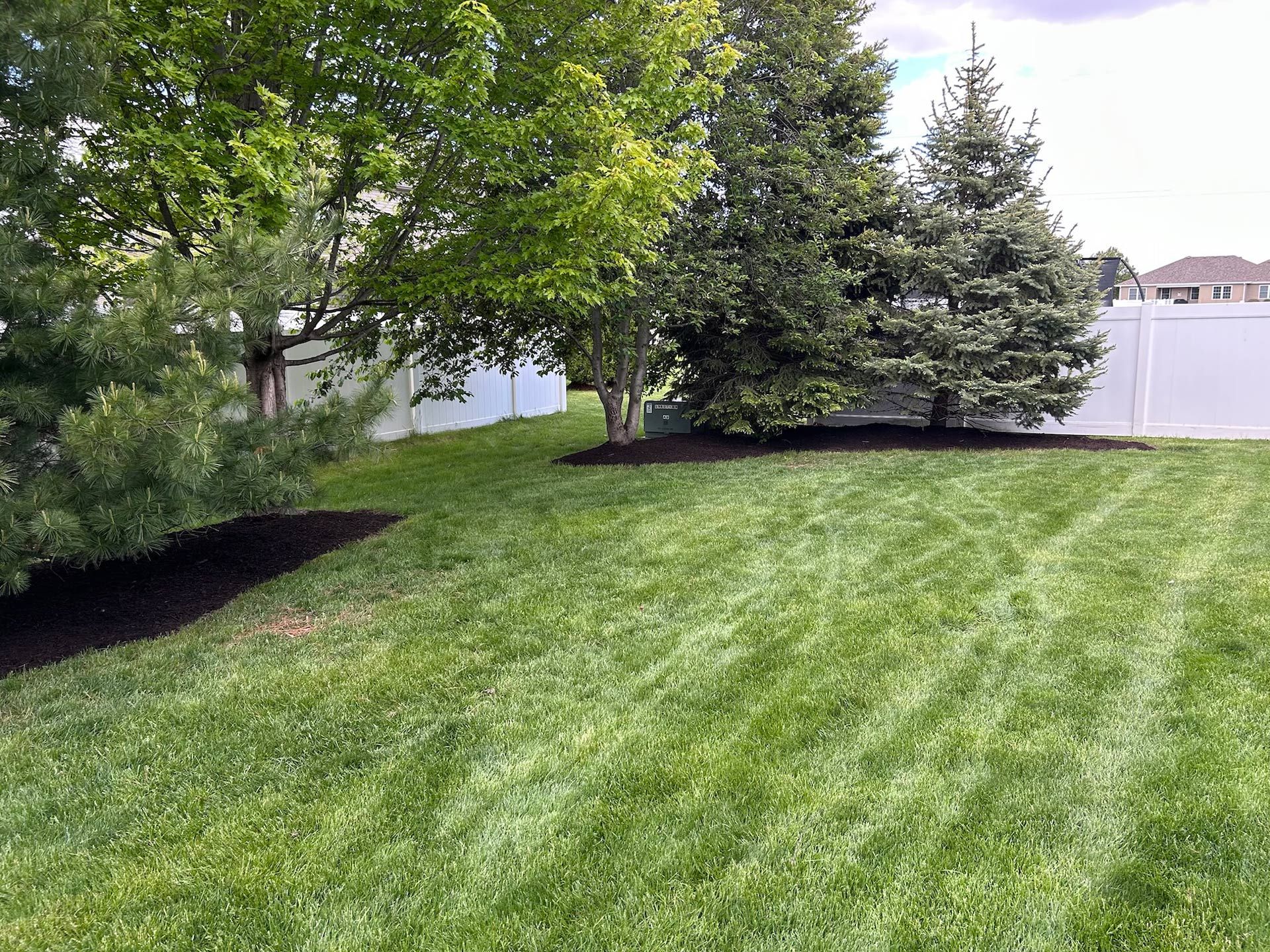 Backyard lawn with striped green grass, trees, and a white fence on a sunny day