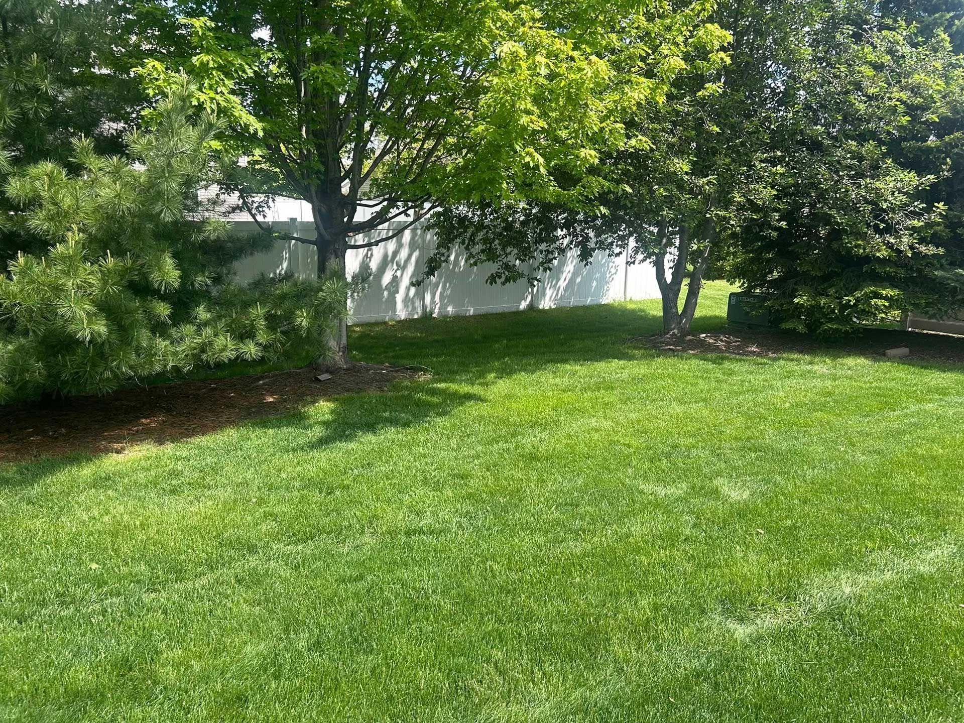 Sunny green lawn beside a white fence and leafy trees in a backyard.