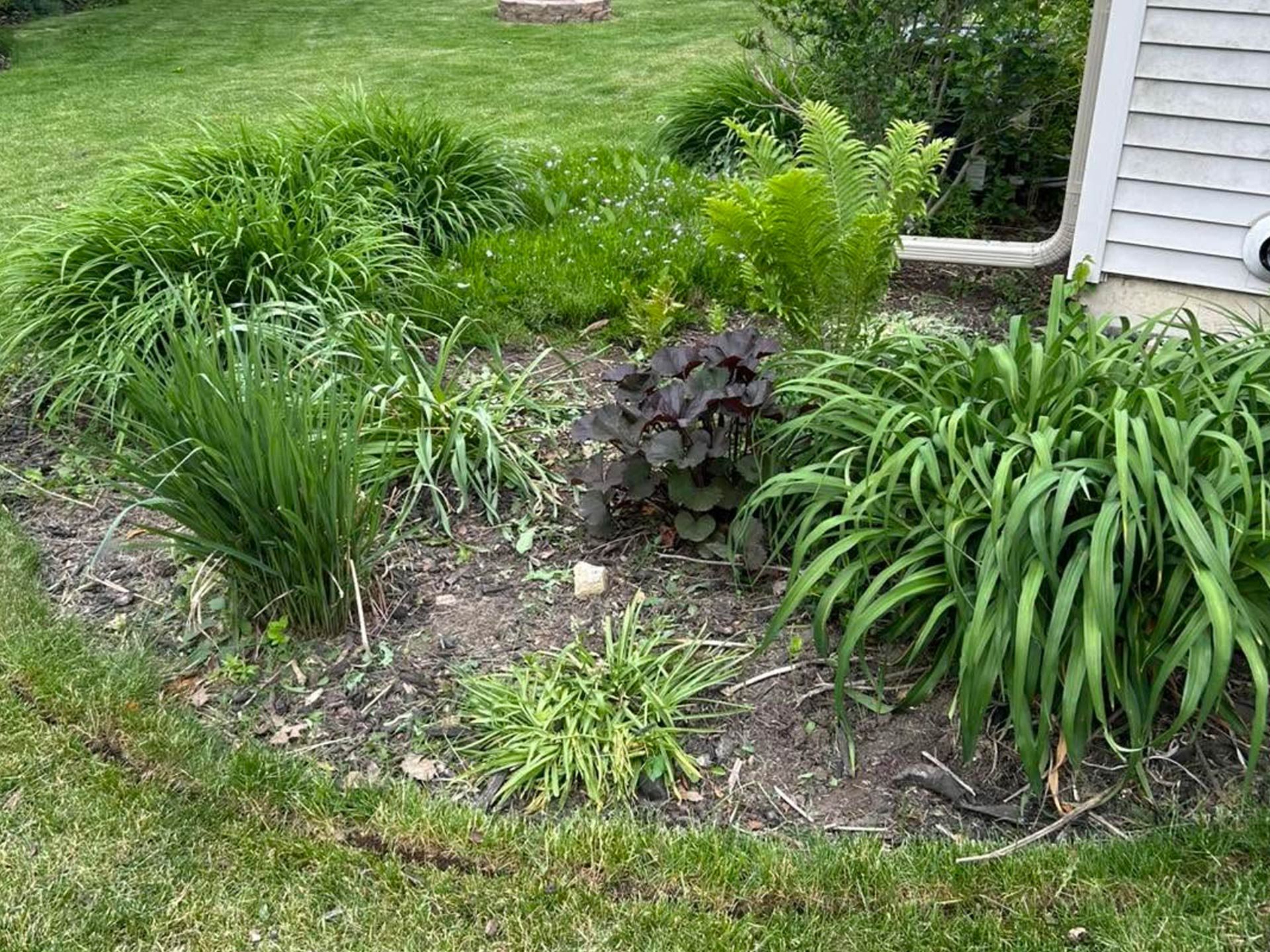 Front yard garden bed with green and purple foliage beside a house