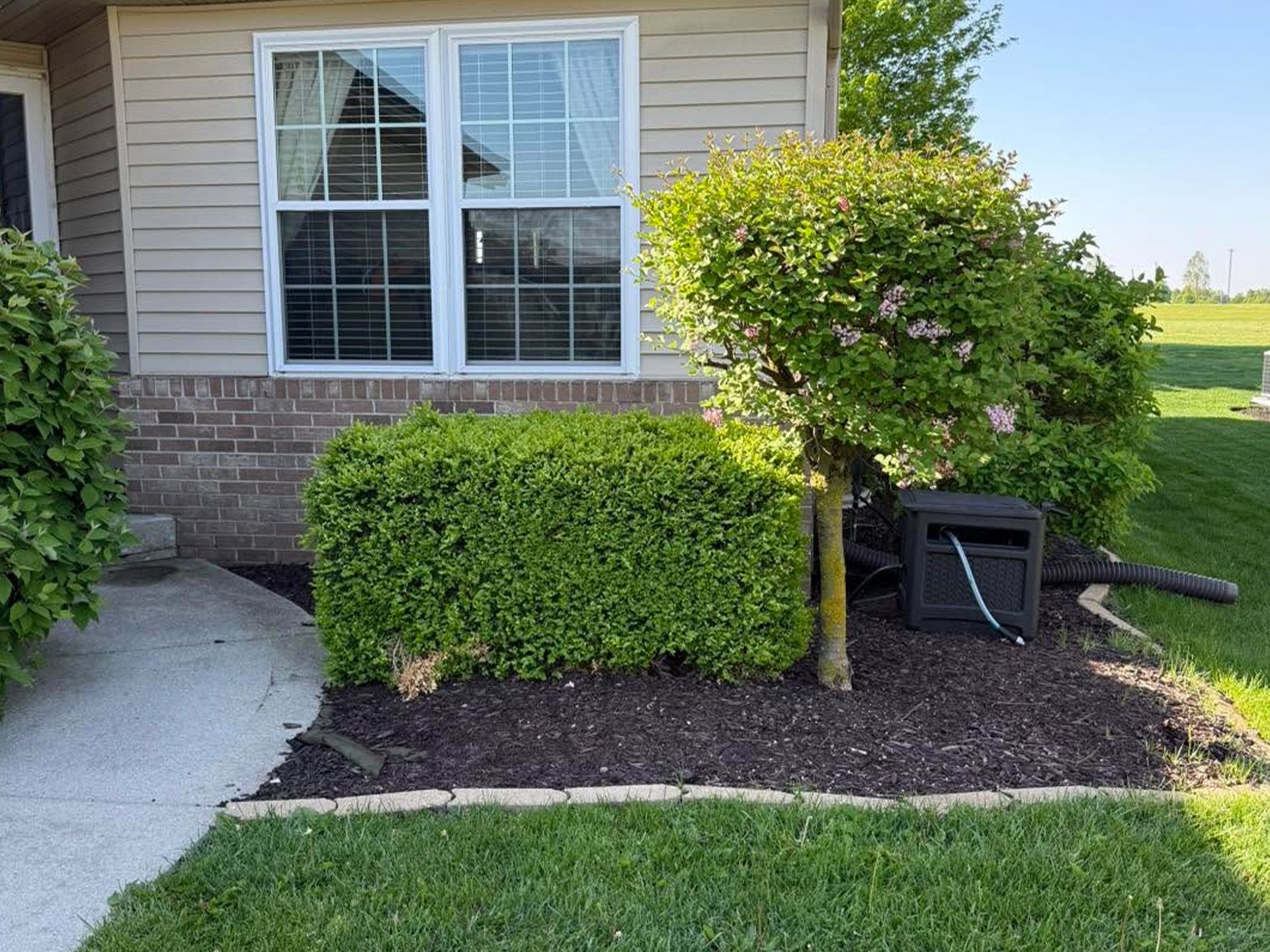 Apartment exterior with trimmed hedges, a small tree, and a concrete walkway by a window