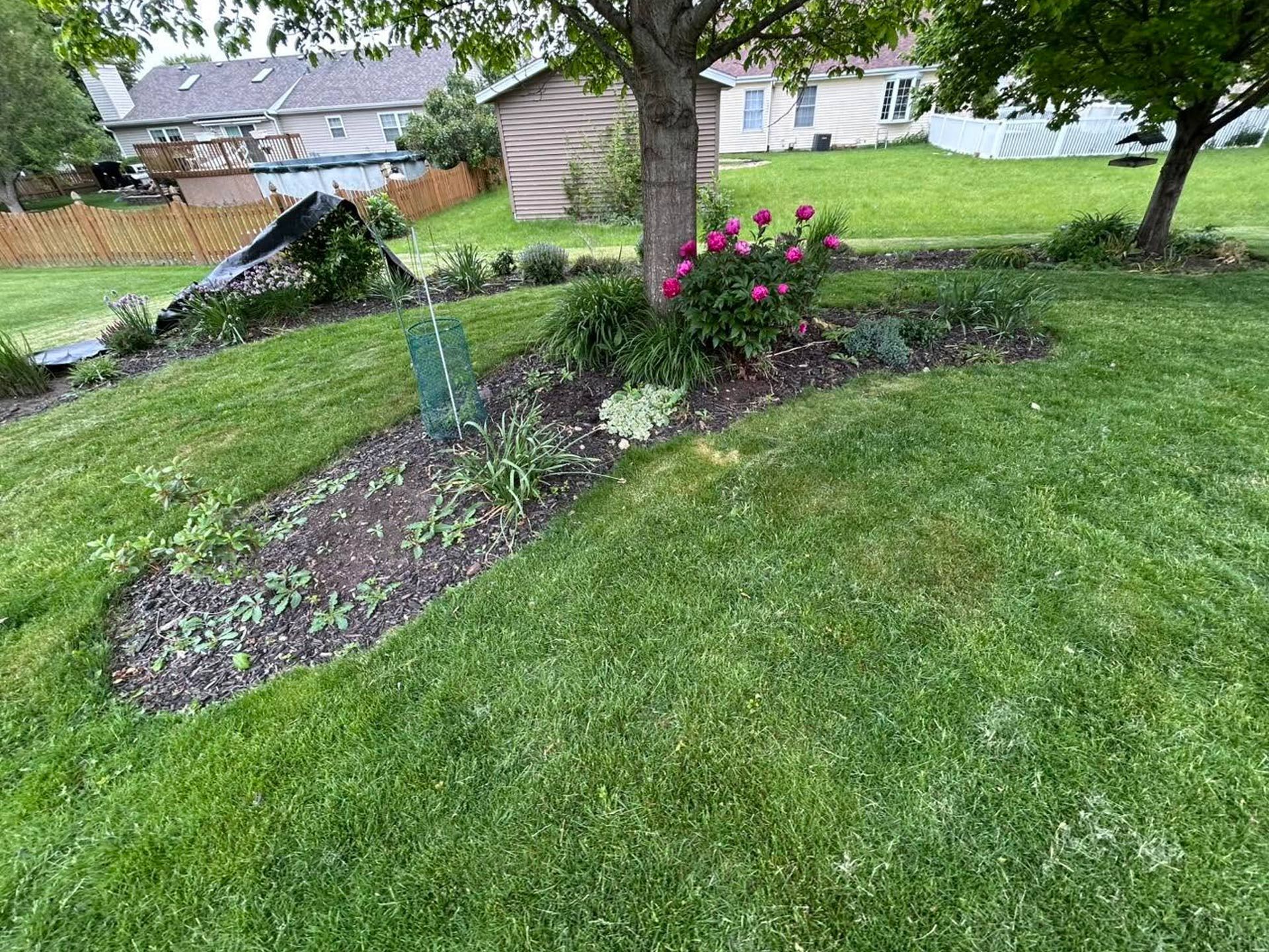 Flower bed with pink blooms and a young tree in a green suburban yard