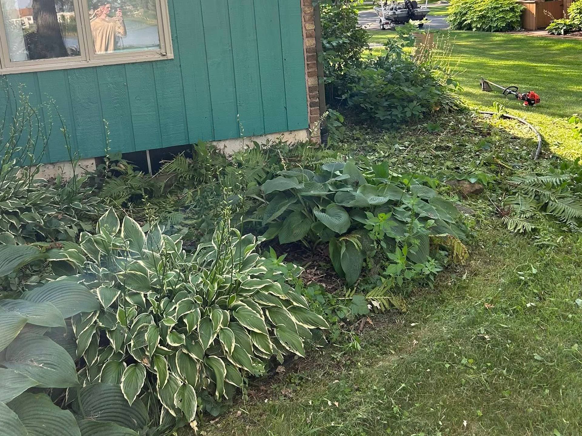Variegated hostas and other green plants beside a teal house in a sunny garden yard