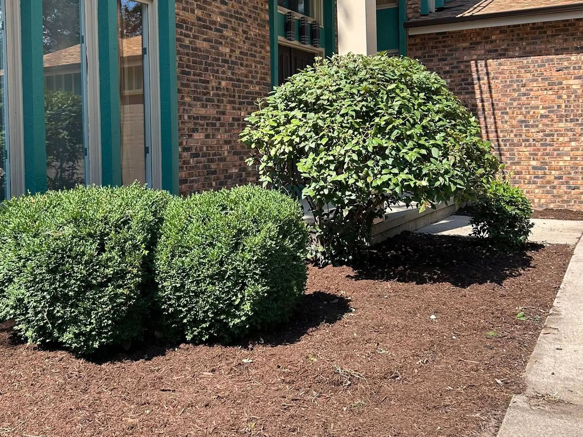 Trimmed shrubs and a small tree beside a brick building and sidewalk