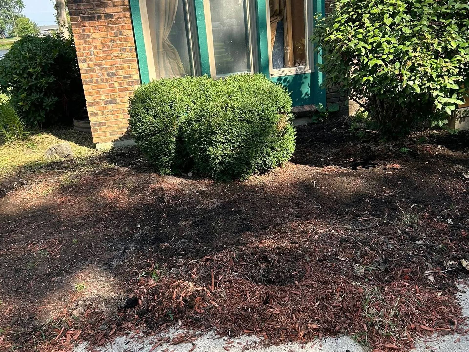 Front yard with trimmed bushes, brick house, and mulch bed in sunlight